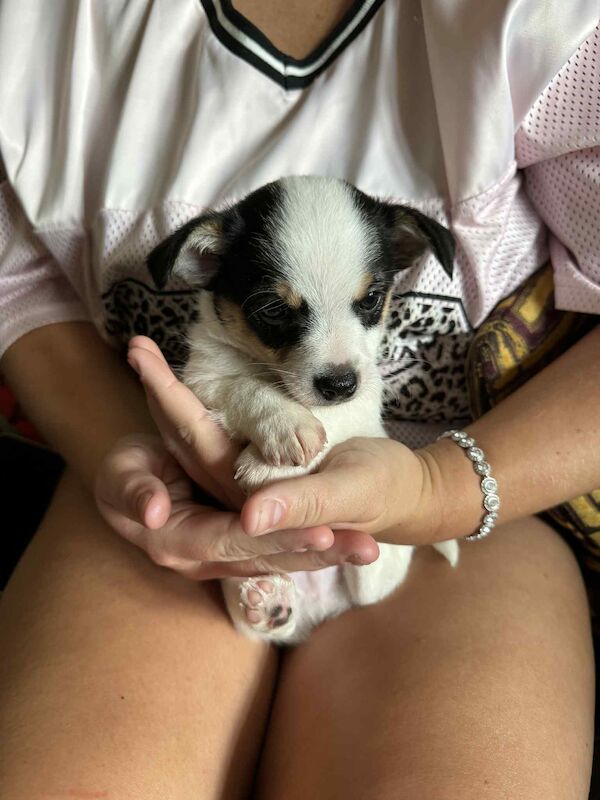 Beautiful Jack Russell puppies for sale! for sale in Wigan, Greater Manchester - Image 3