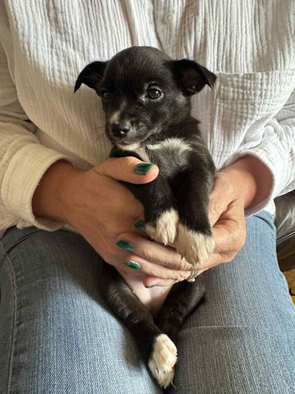 Beautiful Jack Russell puppies for sale! for sale in Wigan, Greater Manchester | Image 4