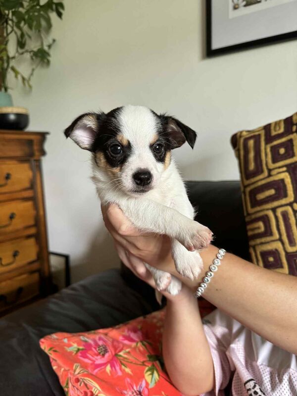 Beautiful Jack Russell puppies for sale! for sale in Wigan, Greater Manchester - Image 5