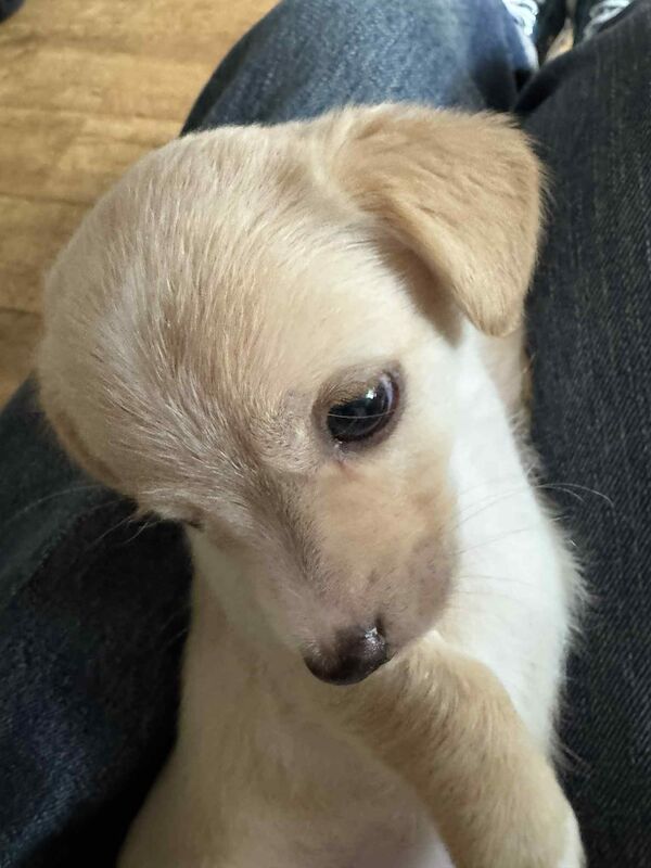 Beautiful Jack Russell puppies for sale! for sale in Wigan, Greater Manchester - Image 6