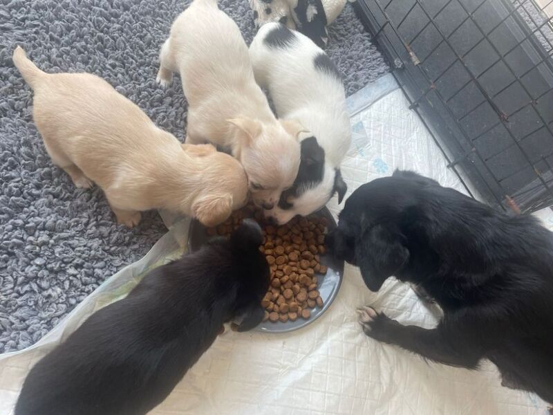 Beautiful Jack Russell puppies for sale! for sale in Wigan, Greater Manchester - Image 7