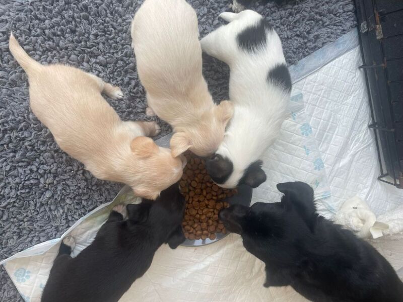 Beautiful Jack Russell puppies for sale! for sale in Wigan, Greater Manchester - Image 8