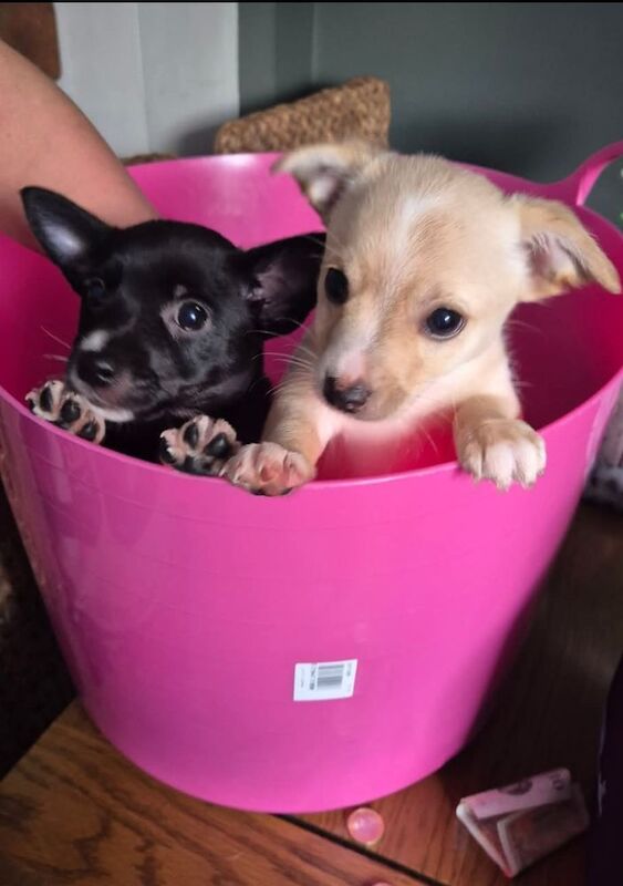 Beautiful Jack Russell puppies for sale! for sale in Wigan, Greater Manchester