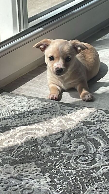 Beautiful Jack Russell puppies for sale! for sale in Wigan, Greater Manchester | Image 3