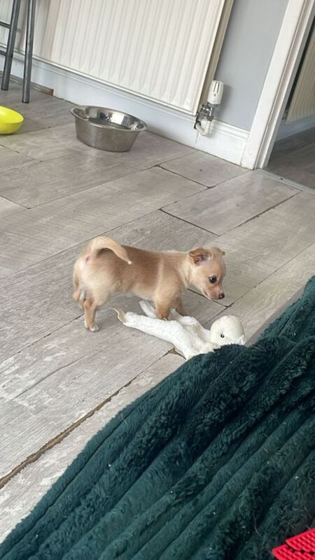 Beautiful Jack Russell puppies for sale! for sale in Wigan, Greater Manchester | Image 4