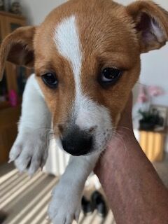 Jack Russell Terrier puppies for sale in Reigate, Surrey – 8 weeks old - Image 9 of 15