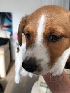Jack Russell Terrier puppies for sale in Reigate, Surrey – 8 weeks old - Image 10 of 15
