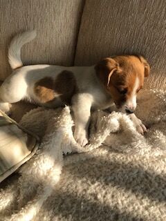 Jack Russell Terrier puppies for sale in Reigate, Surrey – 8 weeks old - Image 12 of 15