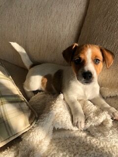 Jack Russell Terrier puppies for sale in Reigate, Surrey – 8 weeks old - Image 13 of 15