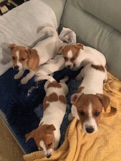 Jack Russell Terrier puppies for sale in Reigate, Surrey – 8 weeks old - Image 14 of 14