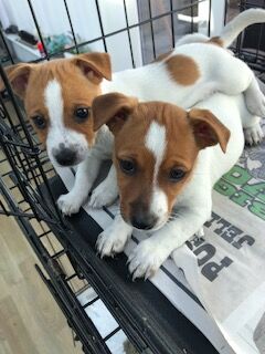 Jack Russell Terrier puppies for sale in Reigate, Surrey – 8 weeks old - Image 7 of 15