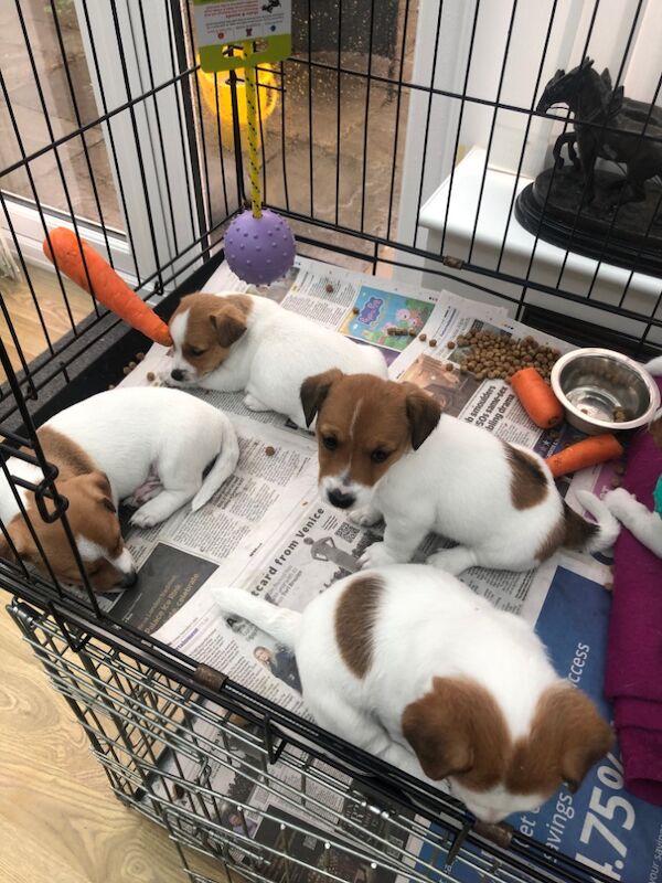 Jack Russell Terrier puppies for sale in Reigate, Surrey – 8 weeks old - Image 2 of 15