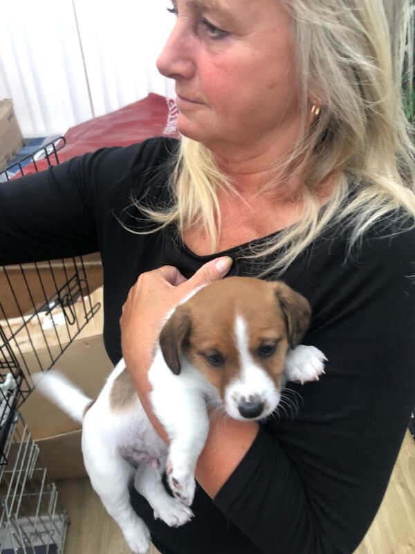 Jack Russell Terrier puppies for sale in Reigate, Surrey – 8 weeks old - Image 3 of 15