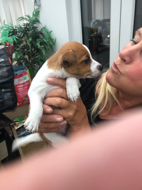 Jack Russell Terrier puppies for sale in Reigate, Surrey – 8 weeks old - Image 4 of 15