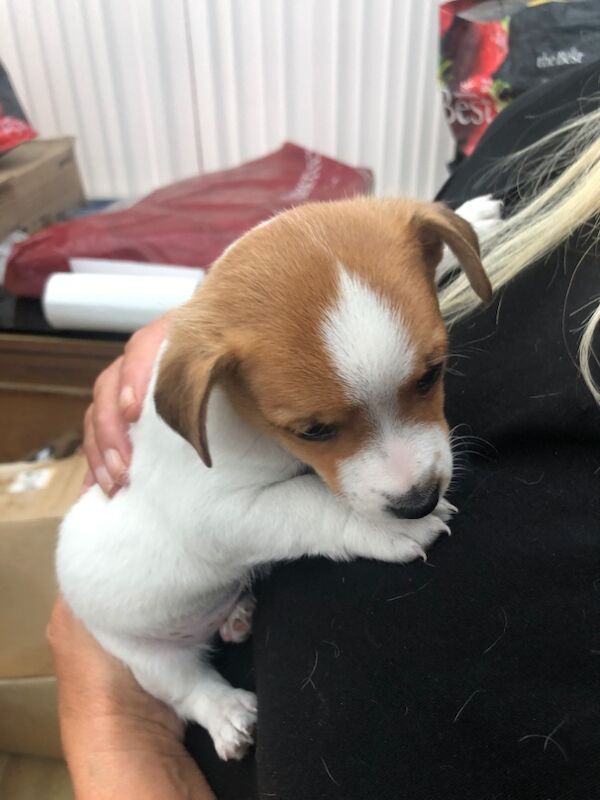 Jack Russell Terrier puppies for sale in Reigate, Surrey – 8 weeks old - Image 5 of 15