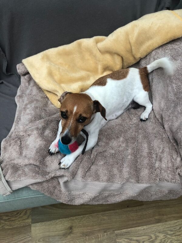 Jack Russell Terrier puppies for sale in Reigate, Surrey – 8 weeks old - Image 6 of 15
