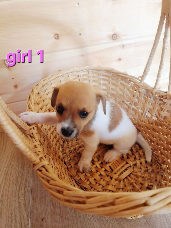 Tricolour Jack Russell puppies for sale in Stapleford, Nottinghamshire – 8 weeks old