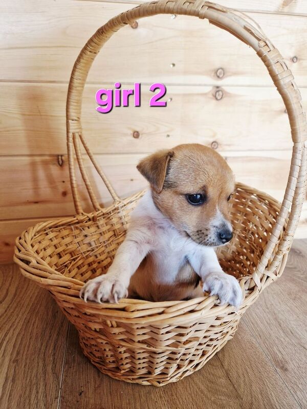 Jack Russell puppies for sale in Stapleford, Nottinghamshire – 8 weeks old - Image 3 of 3