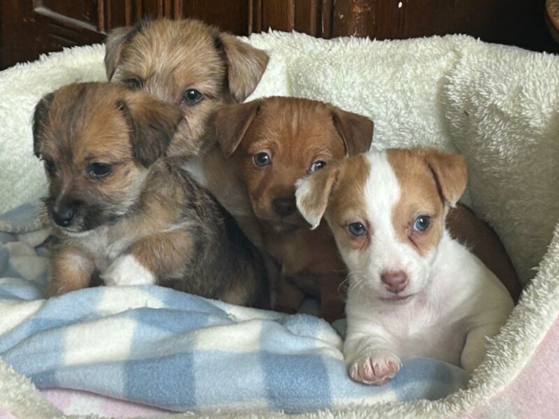 Beautiful Jack Russell Puppies ready to Reserve now for sale in Ilkeston, Derbyshire