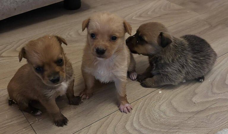 Beautiful Jack Russell Puppy's for sale in Ilford, Greater London