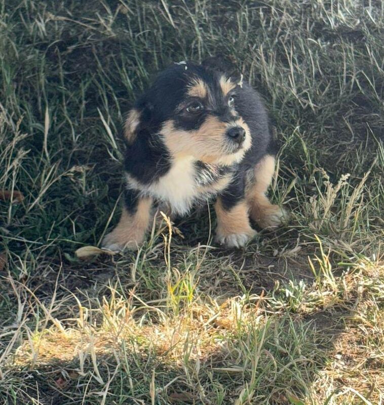 Beautiful Jack Russell Puppy's for sale in Ilford, Greater London - Image 2