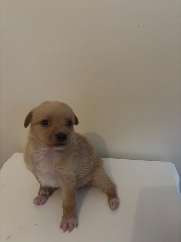 Beautiful Jack Russell Puppy's for sale in Ilford, Greater London - Image 3