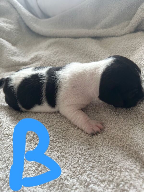 Beautiful Jack Russell pups for sale in Oldbury, West Midlands | Image 2
