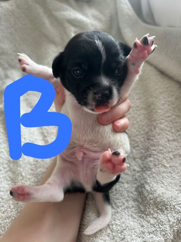 Beautiful Jack Russell pups for sale in Oldbury, West Midlands | Image 3