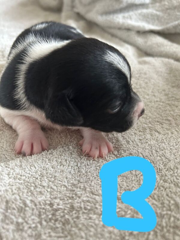 Beautiful Jack Russell pups for sale in Oldbury, West Midlands | Image 4