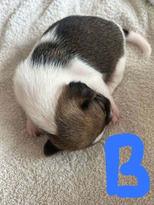 Jack Russell puppies for sale in Oldbury, West Midlands – 10 months old - Image 5 of 6