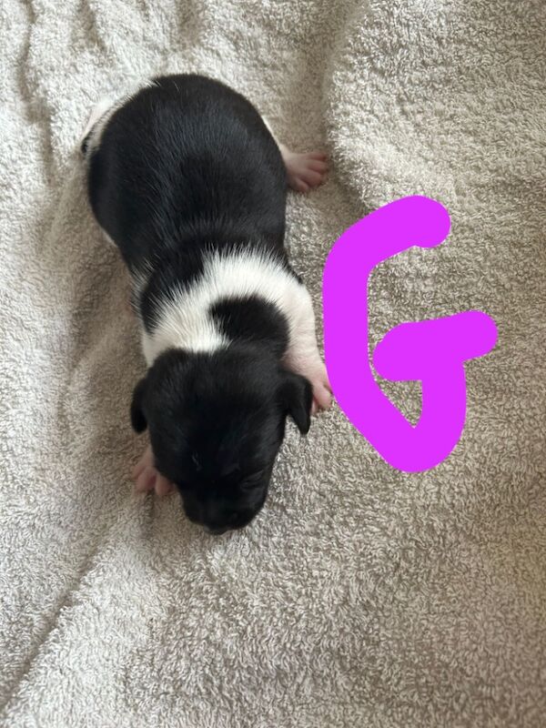 Jack Russell puppies for sale in Oldbury, West Midlands – 10 months old - Image 6 of 6