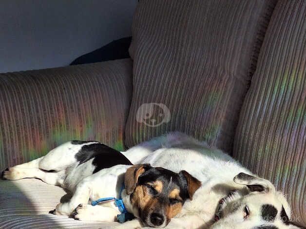 Jack Russell Terrier puppies for sale in Barry, Angus – 1 year old - Image 3 of 5
