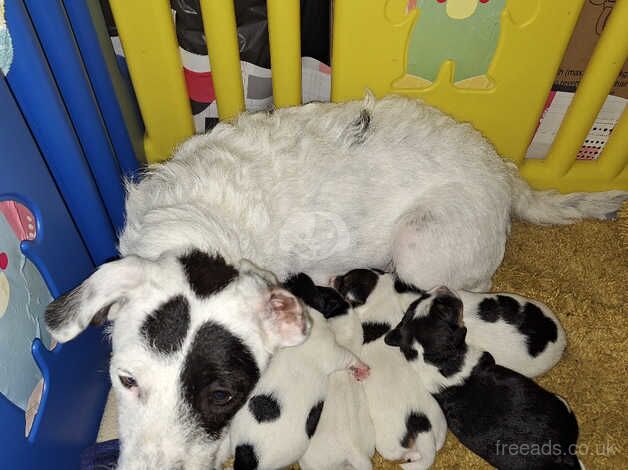 Jack Russell Terrier puppies for sale in Barry, Angus – 1 year old - Image 4 of 5