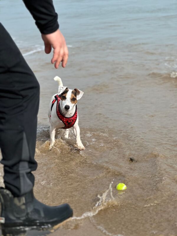 Beautiful Jack Russell 2 Girls Available for sale in Bristol | Image 4