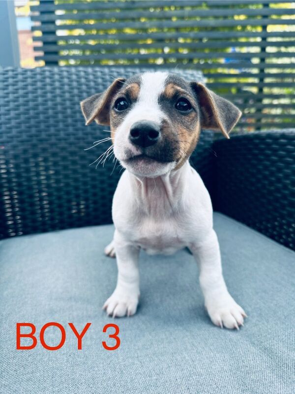 Beautiful Jack Russell Ready to leave for sale in Bristol - Image 6