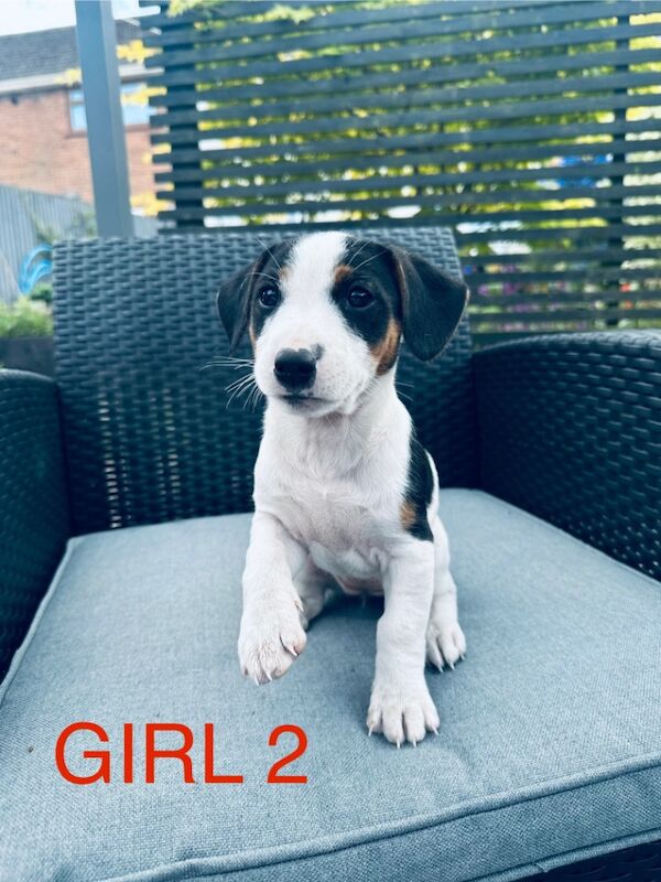 Beautiful Jack Russell Ready to leave for sale in Bristol - Image 7