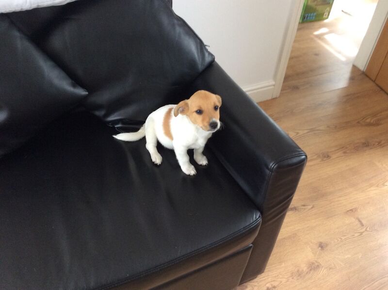 BEAUTIFUL JACK RUSSELL SHORT HAIRED PUPPIES FOR SALE (Ready after 25th August 2024) for sale in Reigate, Surrey | Image 1