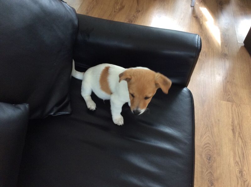 BEAUTIFUL JACK RUSSELL SHORT HAIRED PUPPIES FOR SALE (Ready after 25th August 2024) for sale in Reigate, Surrey | Image 2