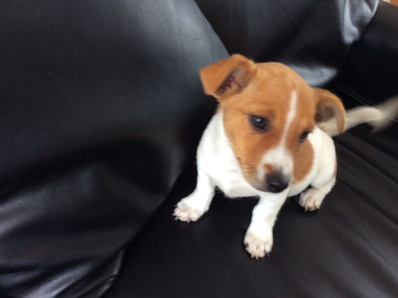 BEAUTIFUL JACK RUSSELL SHORT HAIRED PUPPIES FOR SALE (Ready after 25th August 2024) for sale in Reigate, Surrey | Image 3