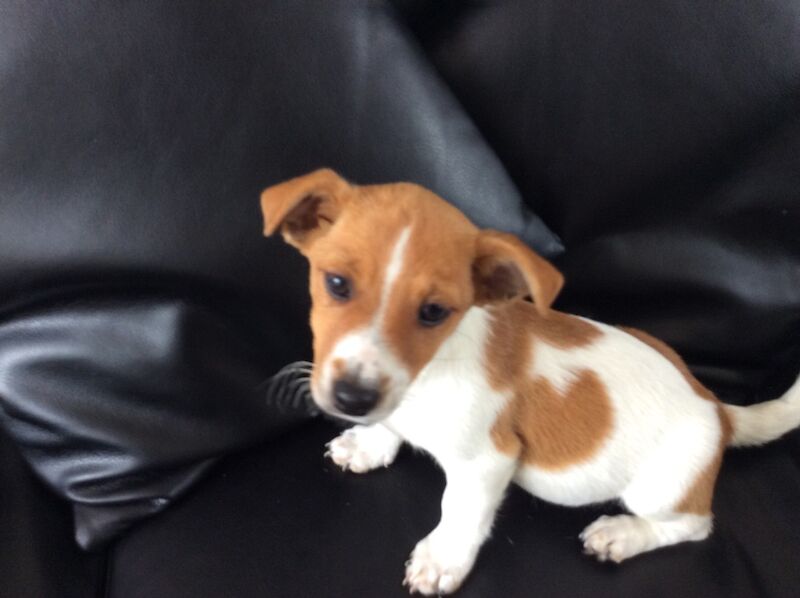 Jack Russell puppies for sale in Reigate, Surrey – 1 year old - Image 4 of 13