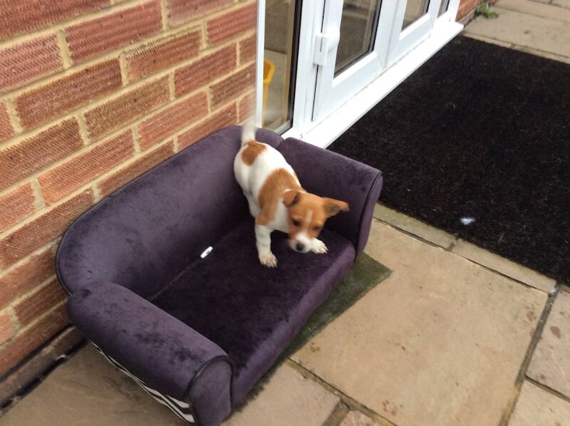 Jack Russell puppies for sale in Reigate, Surrey – 1 year old - Image 7 of 13