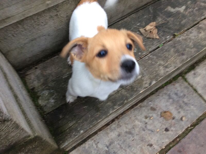 Jack Russell puppies for sale in Reigate, Surrey – 1 year old - Image 10 of 13