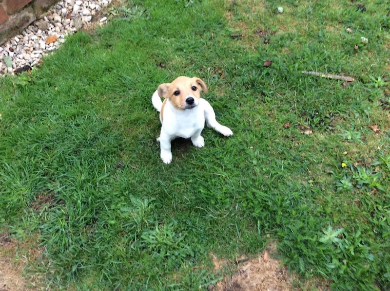Jack Russell puppies for sale in Reigate, Surrey – 1 year old - Image 11 of 13