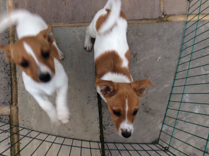 Jack Russell puppies for sale in Reigate, Surrey – 1 year old - Image 12 of 13