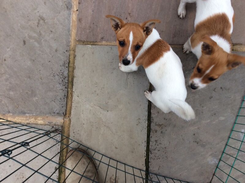 Jack Russell puppies for sale in Reigate, Surrey – 1 year old - Image 13 of 13