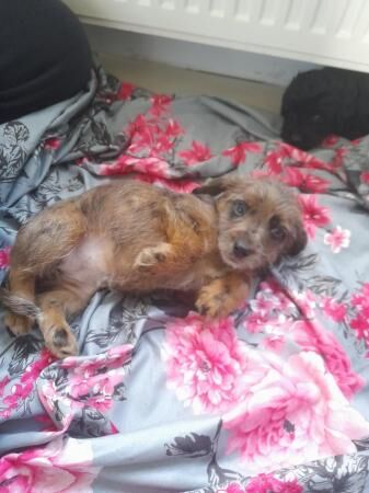 BEAUTIFUL JACK RUSSELL X POODLE PUPPIES for sale in Sturminster Newton, Dorset - Image 1