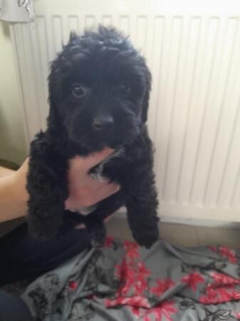 BEAUTIFUL JACK RUSSELL X POODLE PUPPIES for sale in Sturminster Newton, Dorset - Image 2