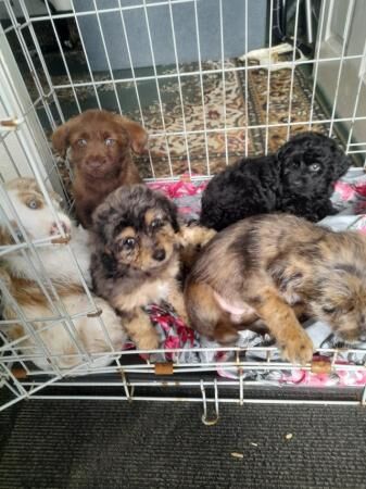 BEAUTIFUL JACK RUSSELL X POODLE PUPPIES for sale in Sturminster Newton, Dorset - Image 3
