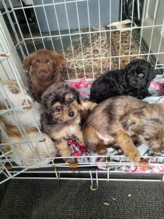 Jack Russell Terrier puppies for sale in Sturminster Newton, Dorset – 1 year old - Image 3 of 5