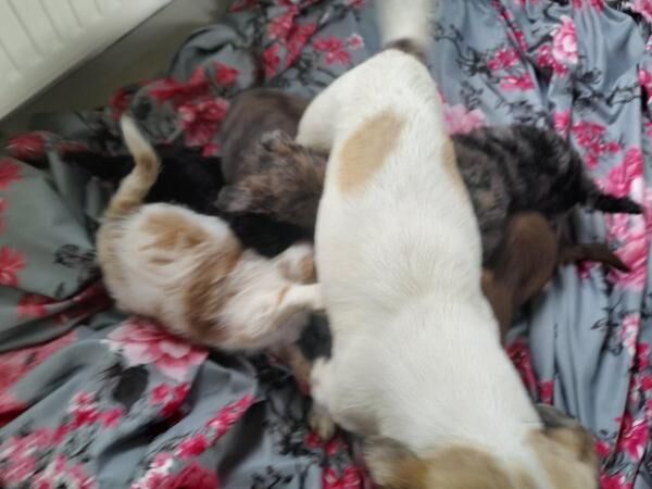 BEAUTIFUL JACK RUSSELL X POODLE PUPPIES for sale in Sturminster Newton, Dorset - Image 4